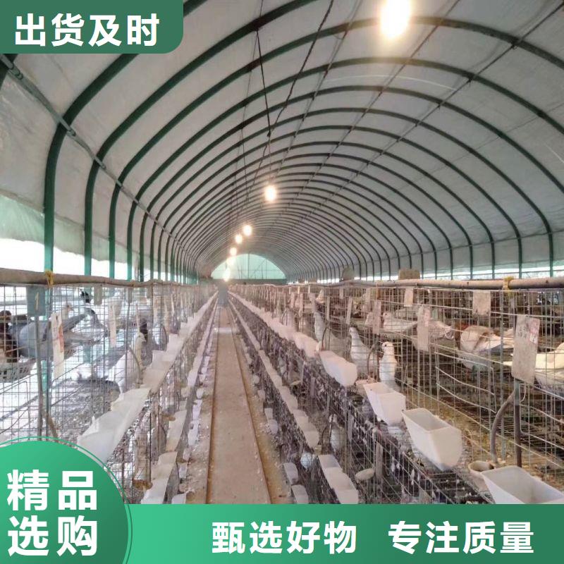 大棚管2_日光温室大棚多年经验值得信赖