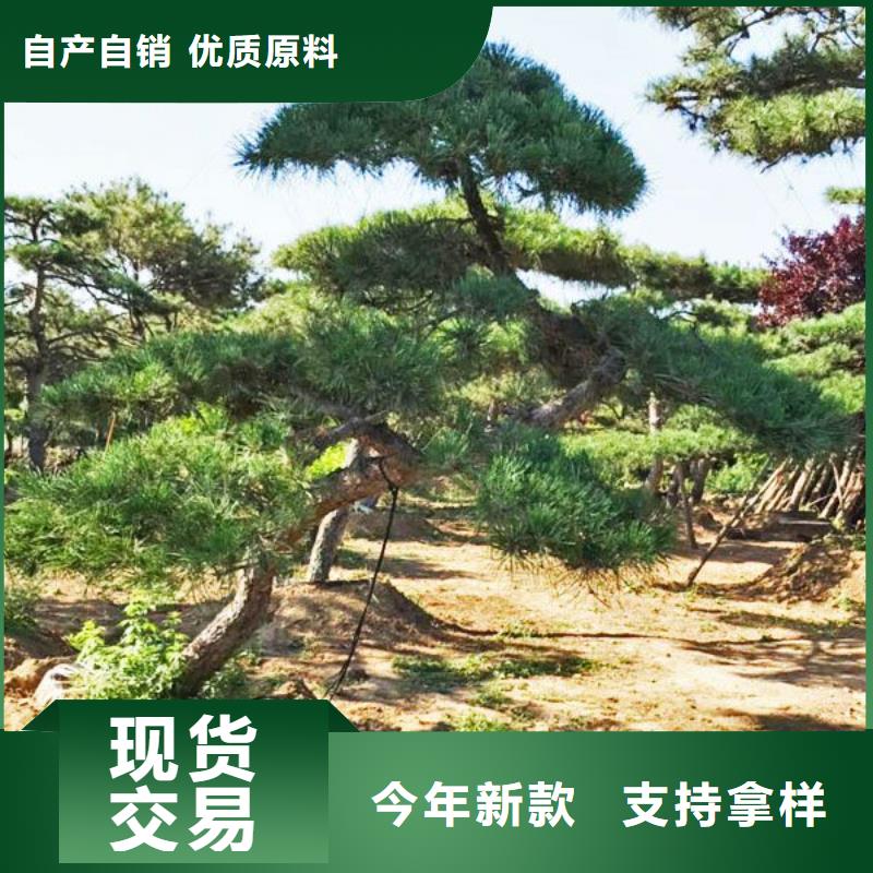 造型松平顶松来电咨询