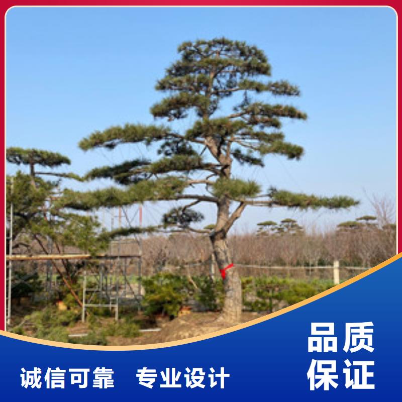 造型松 迎客松源头厂商