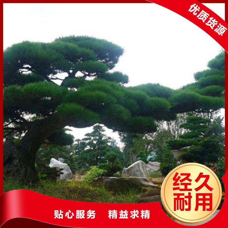 造型松,盆景用途广泛