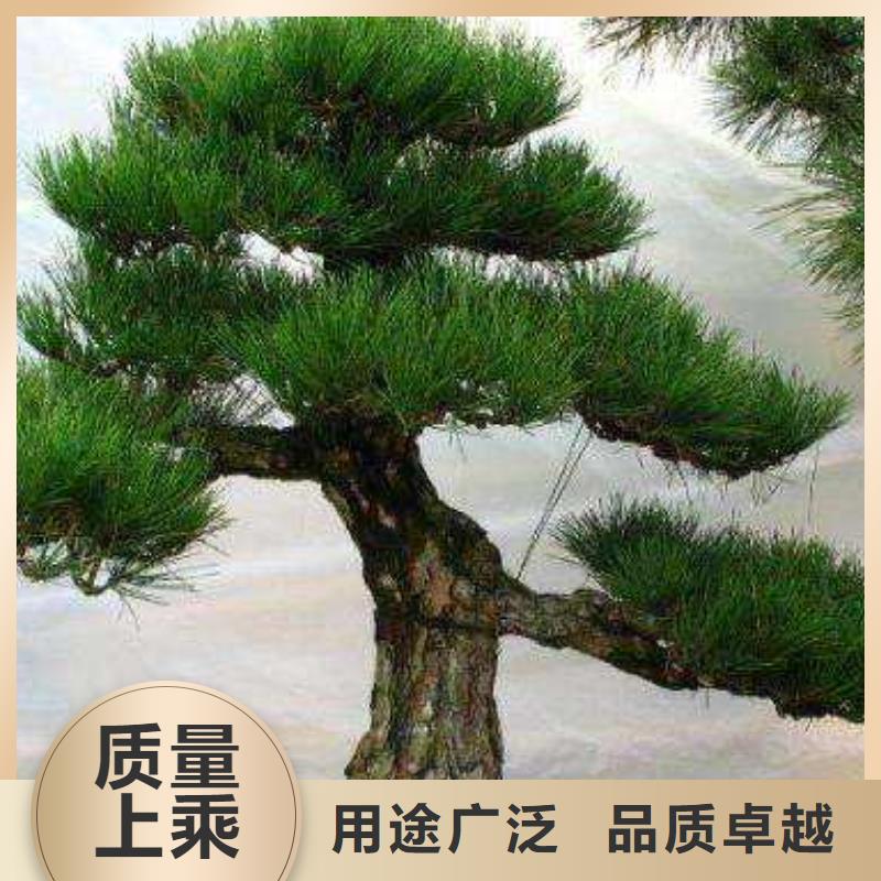造型松好品质用的放心