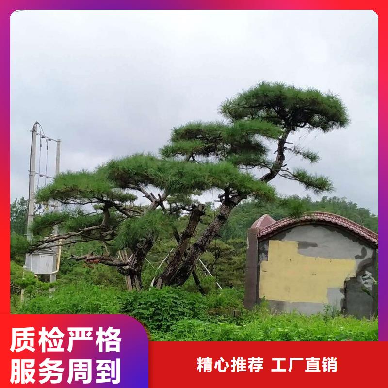 【造型松】造型油松定制不额外收费
