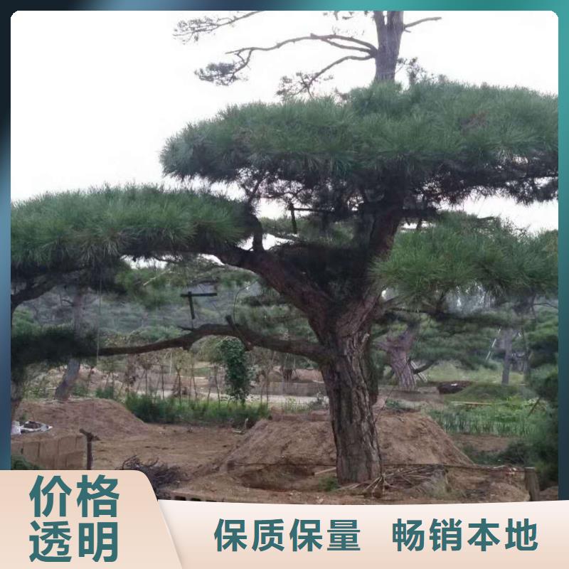 造型松【造型池松】种类多质量好