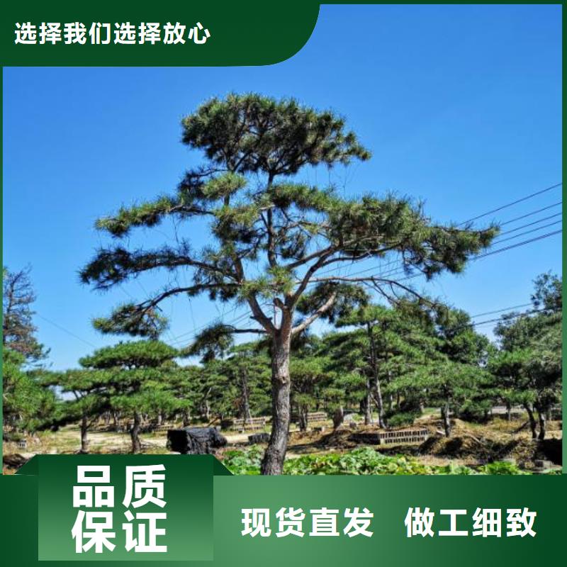 造型松,古桩工艺层层把关