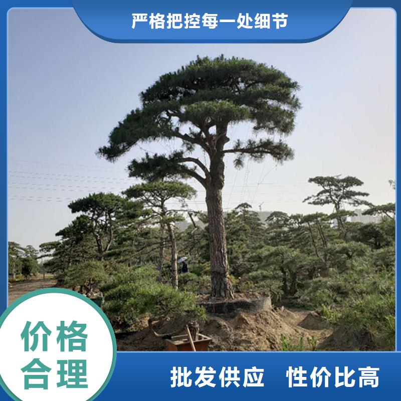  造型松支持加工定制