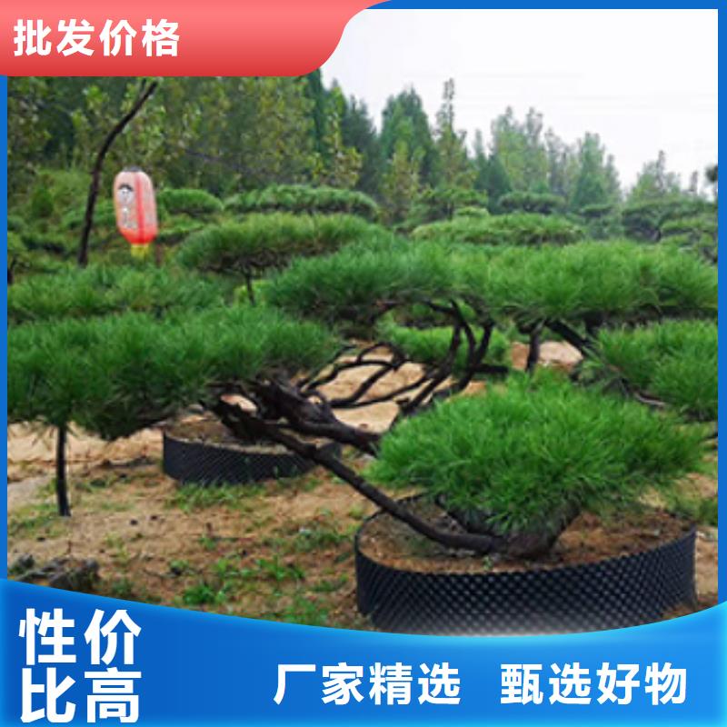 造型松,造型松价格可零售可批发