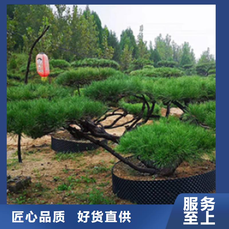  造型松高标准高品质