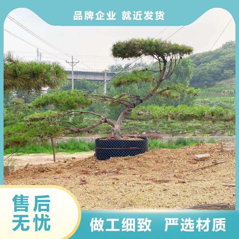 造型松,古桩工艺层层把关