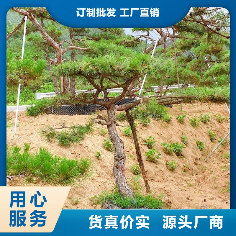 造型松,古桩工艺层层把关