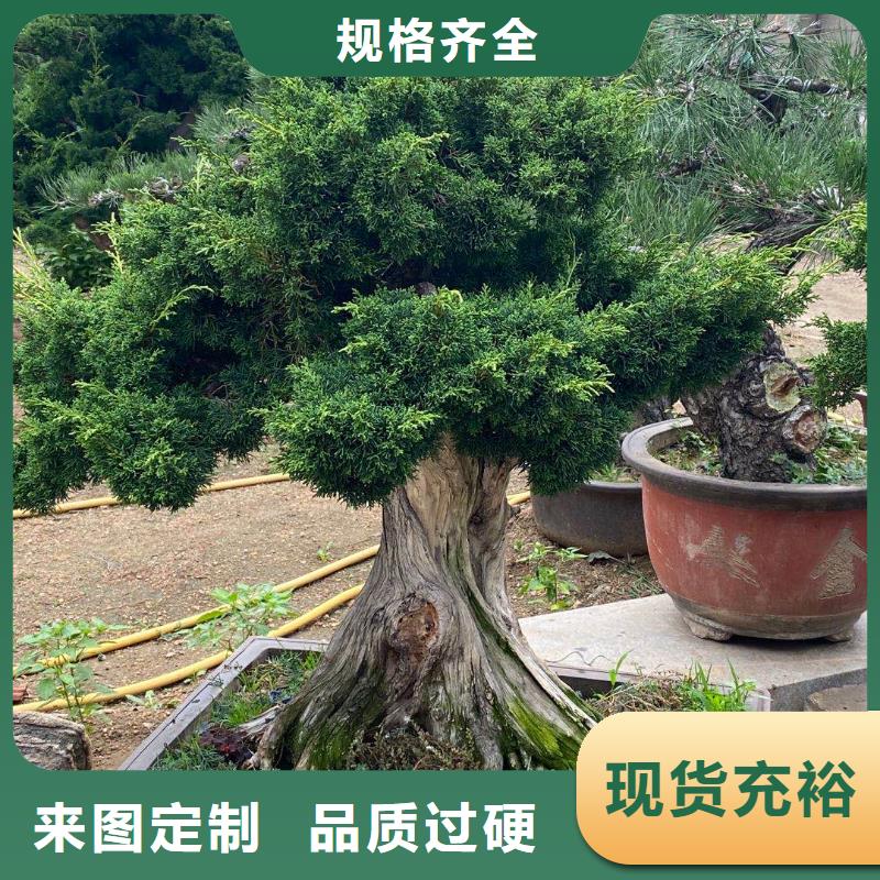 造型松-造型松价格质优价保
