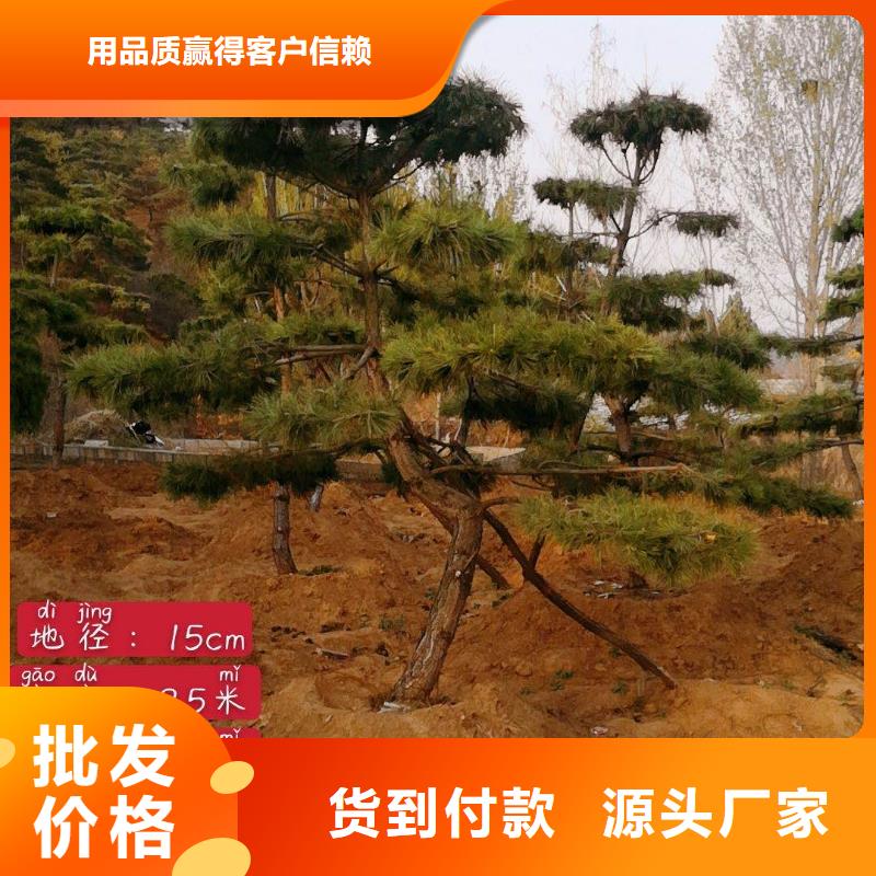 造型松奇石好货有保障