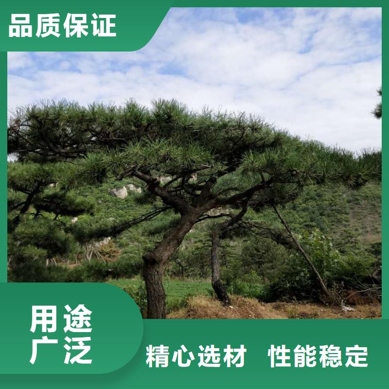 造型松盆景保质保量