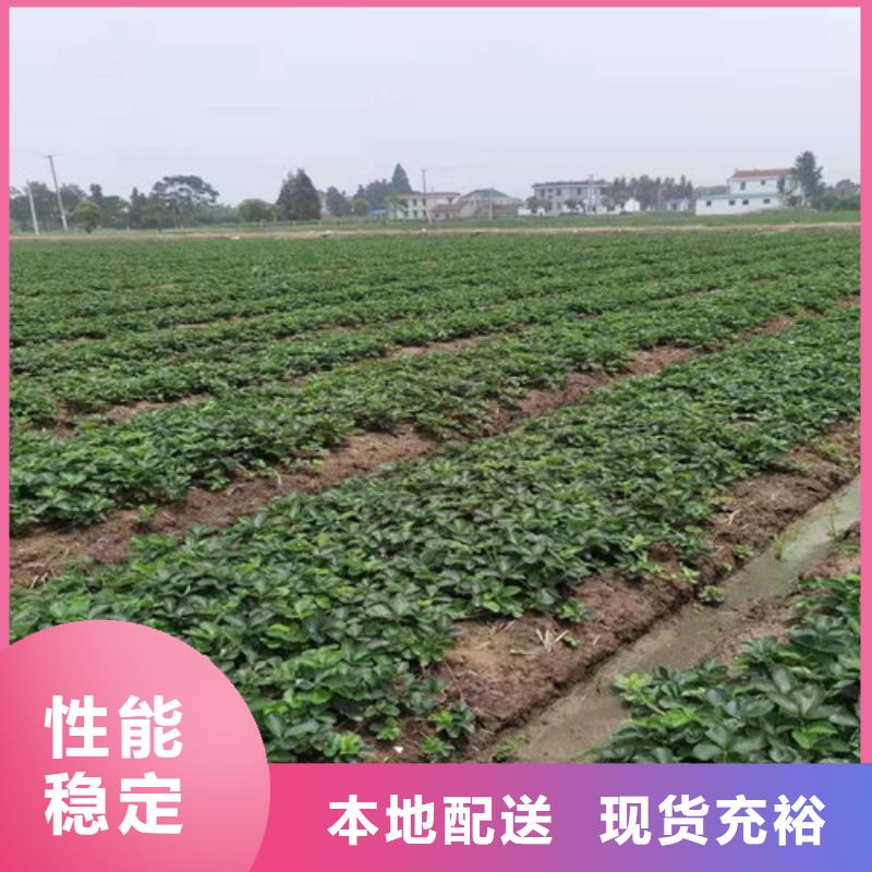 草莓苗_甜茶苗信誉至上