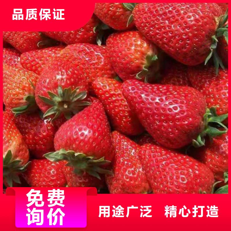 草莓苗_甜茶苗信誉至上