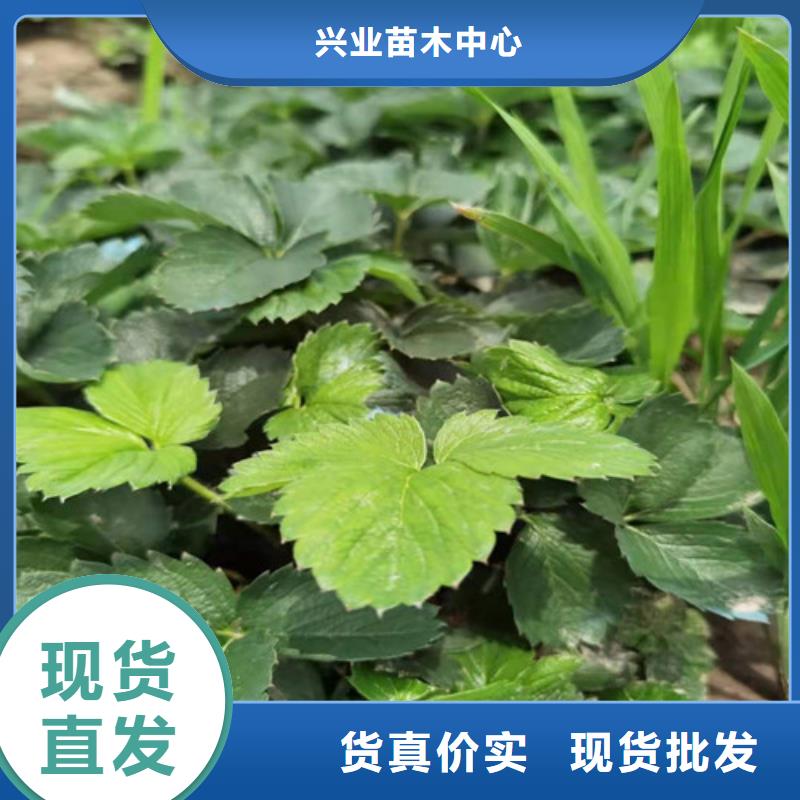 草莓苗蓝莓苗一个起售