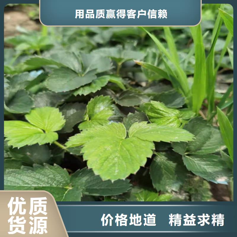 草莓苗适用范围广