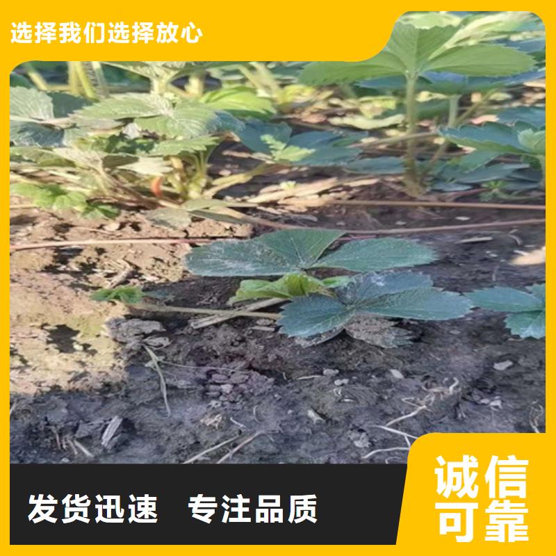 【草莓苗,大棚草莓苗安心购】