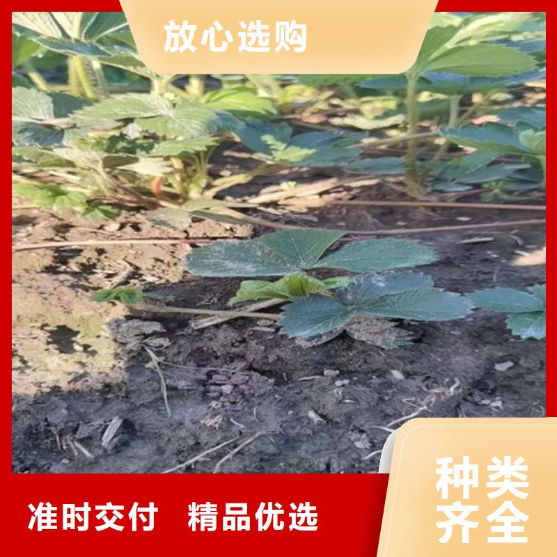 草莓苗适用范围广