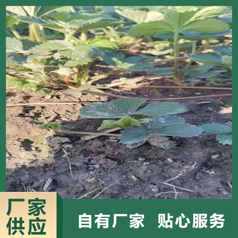 草莓苗,红耔山楂苗厂家定制