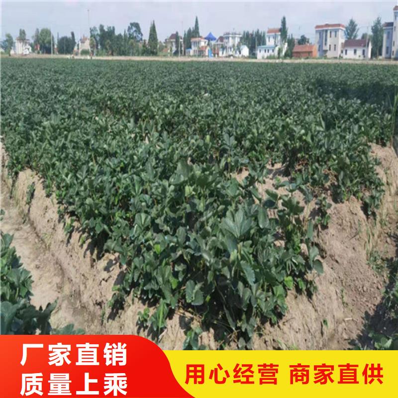 草莓苗樱桃树苗原厂制造