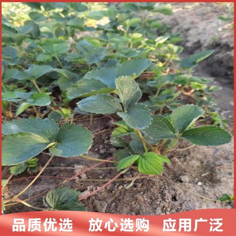 【草莓苗,大棚草莓苗安心购】