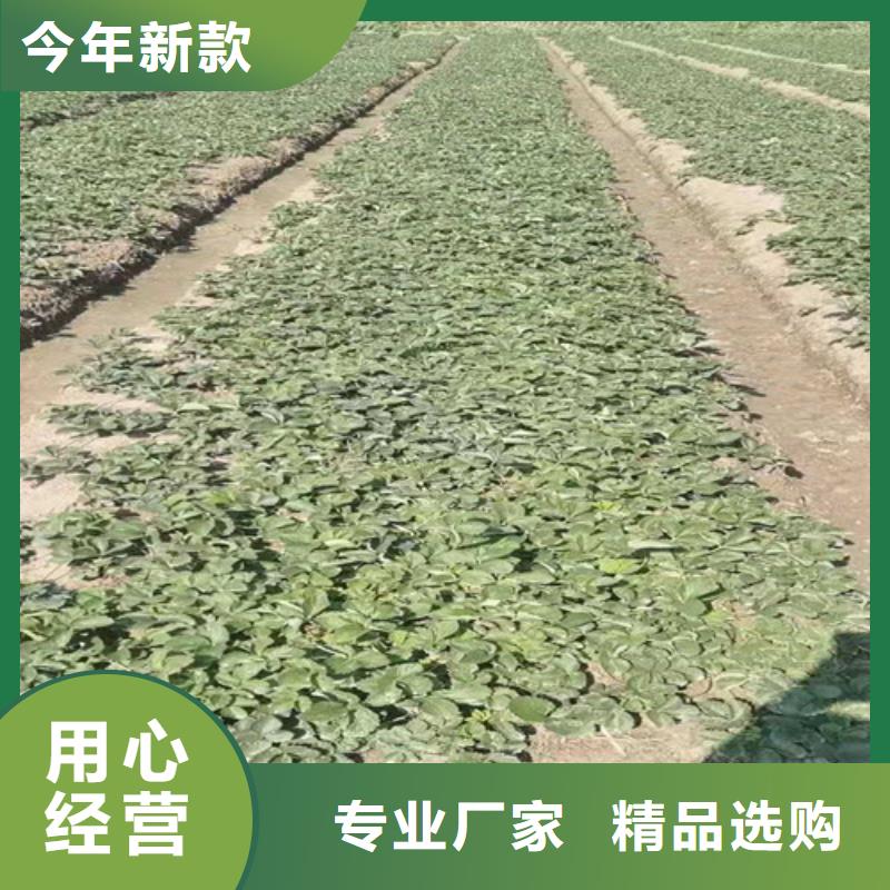 【草莓苗大棚草莓苗推荐商家】