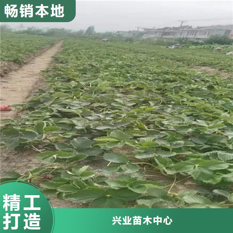 【草莓苗】无花果苗现货销售