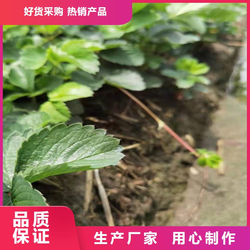 草莓苗-蓝莓苗一手价格