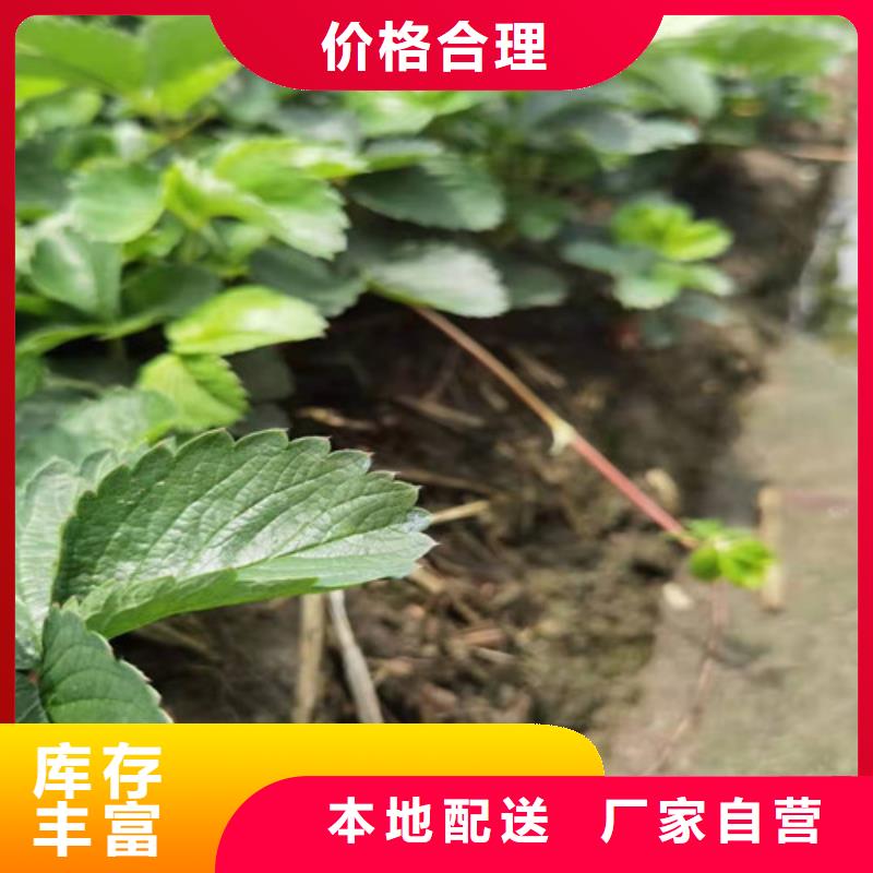 草莓苗适用范围广