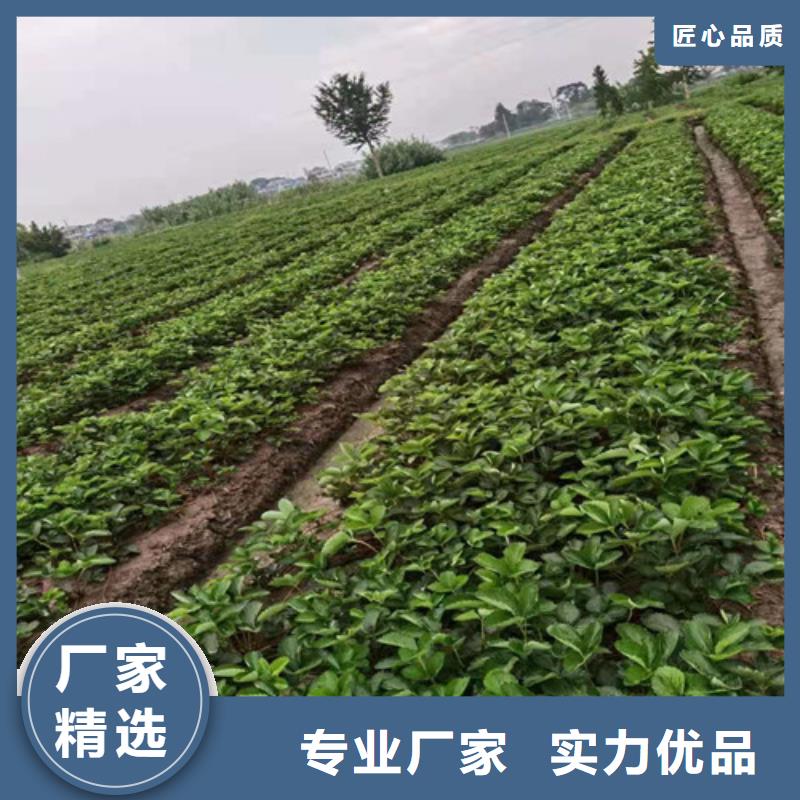 草莓苗_甜茶苗信誉至上