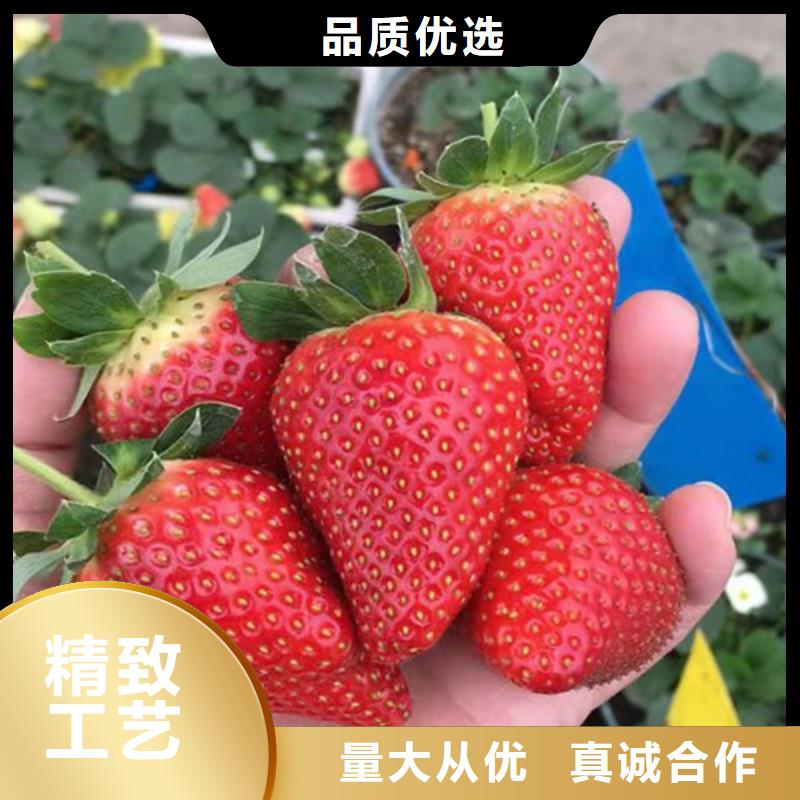 草莓苗,红耔山楂苗厂家定制