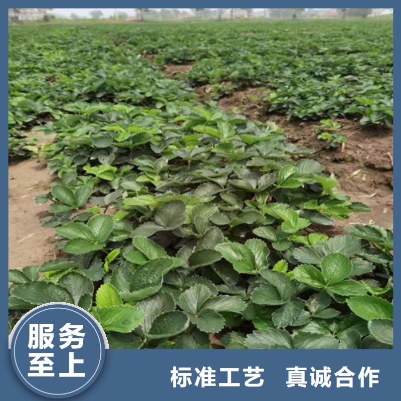 草莓苗_甜茶苗信誉至上