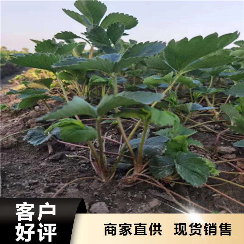 草莓苗大金星山楂苗优选货源