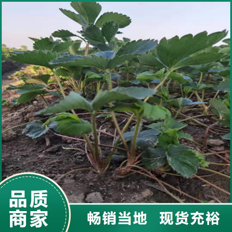 【草莓苗】无花果苗现货销售