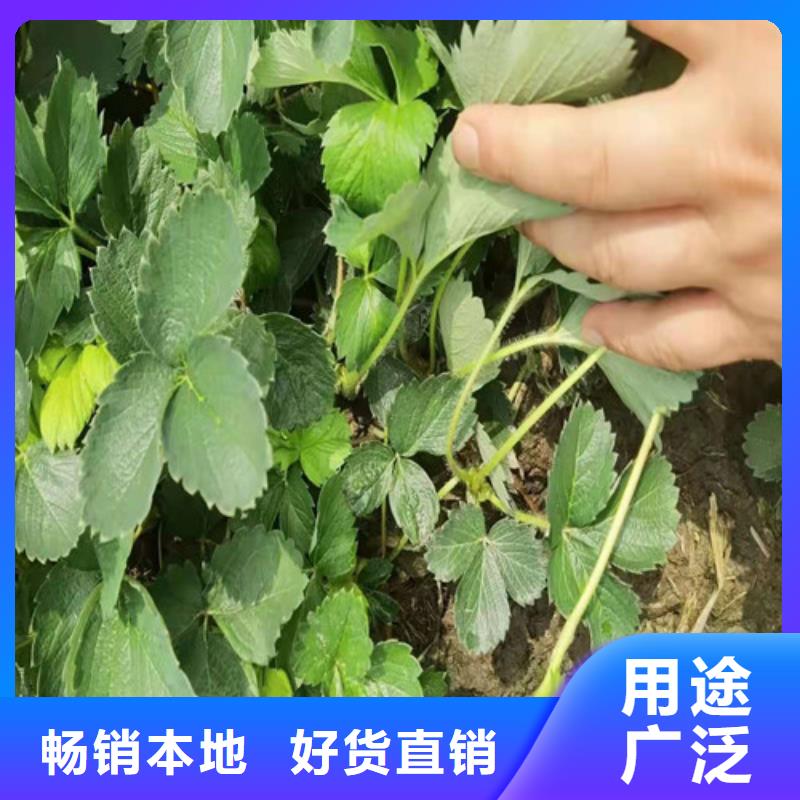 草莓苗无花果苗实力大厂家