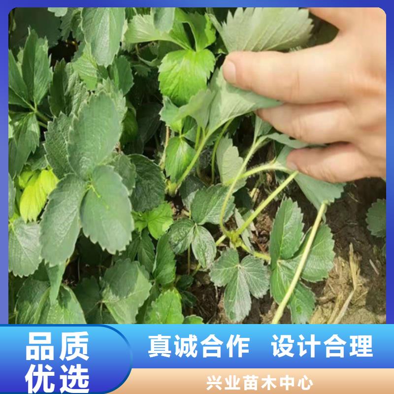 【草莓苗】无花果苗现货销售