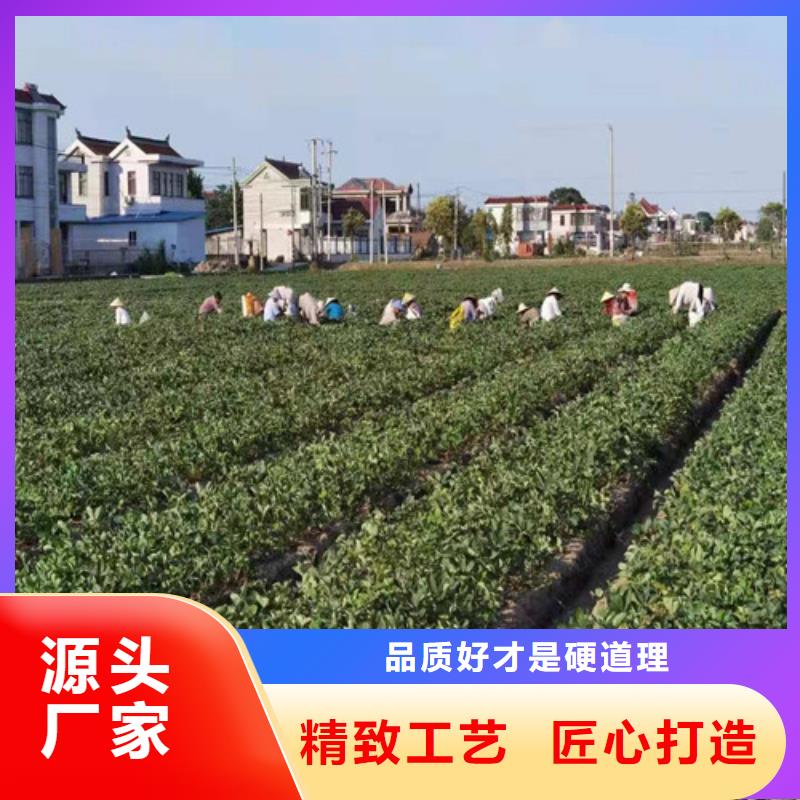 草莓苗无花果苗实力大厂家