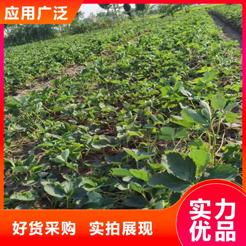 【草莓苗】樱桃树苗工厂直供