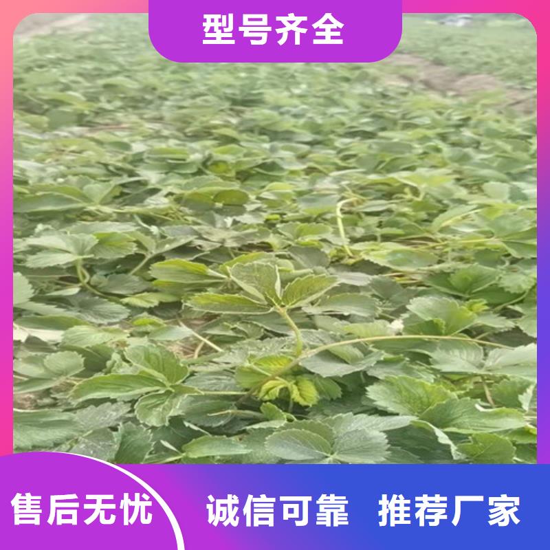 【草莓苗】樱桃树苗工厂直供