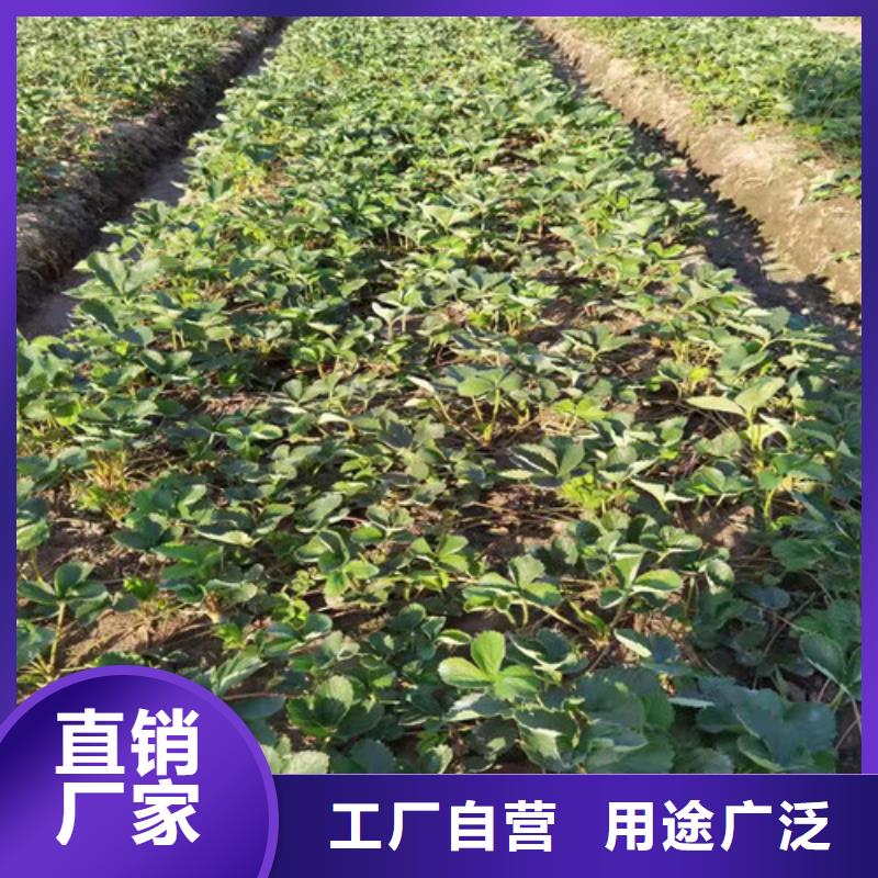 【草莓苗】樱桃树苗工厂直供