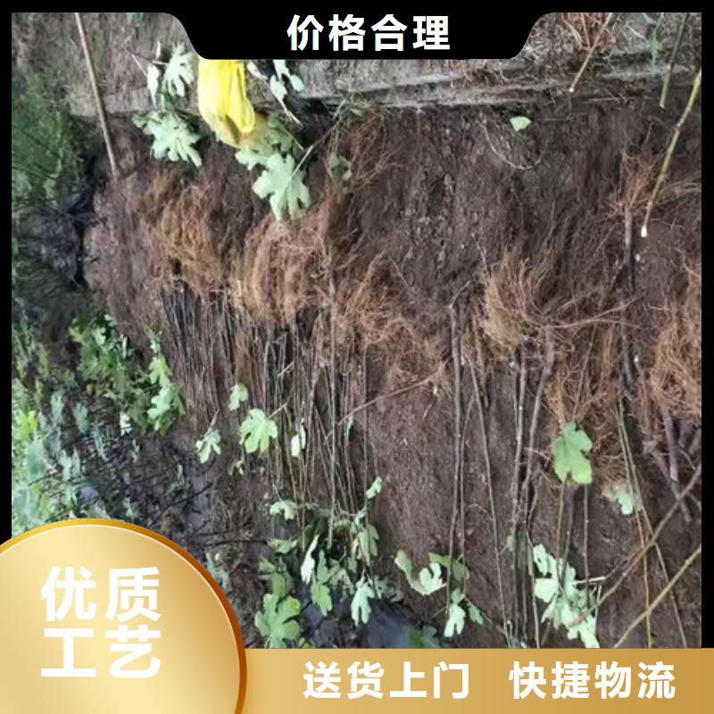 【无花果核桃苗价格地道】