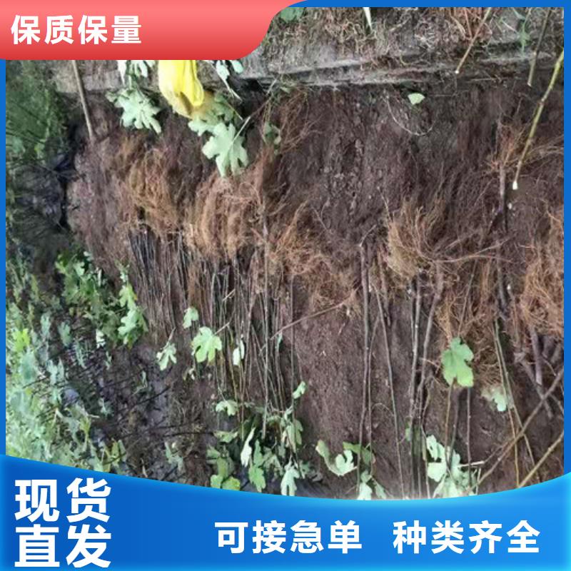 无花果草莓苗现货快速采购