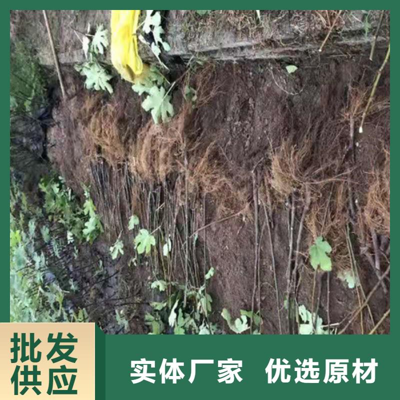 【无花果香椿树苗价格实惠】