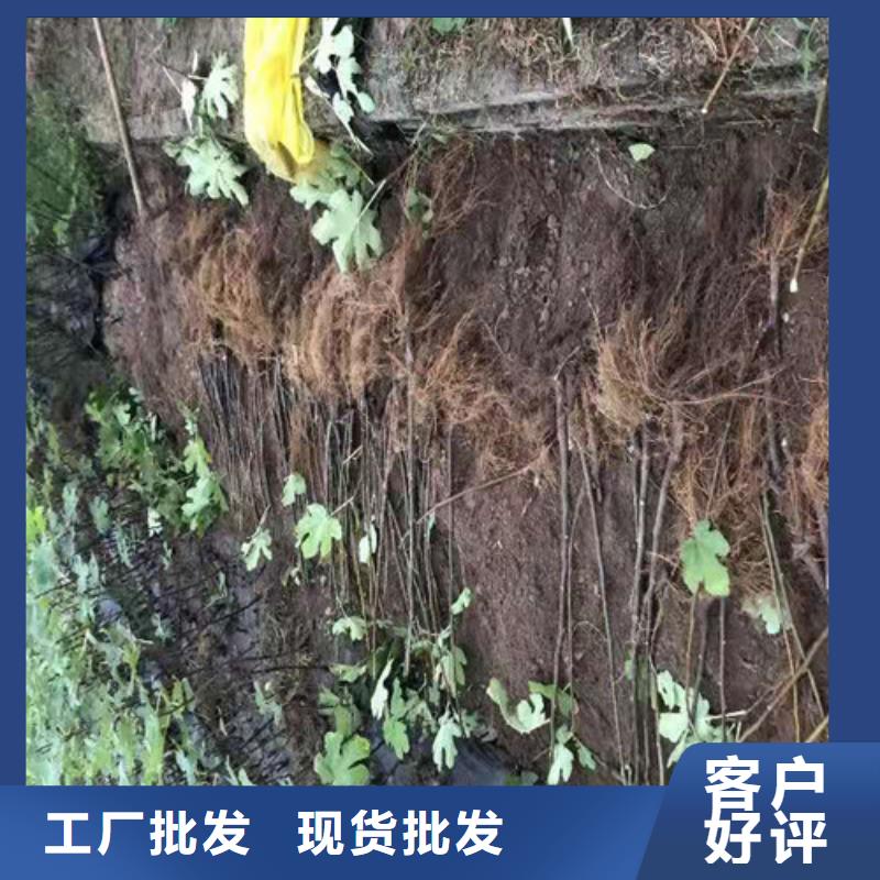 【无花果香椿树苗价格实惠】