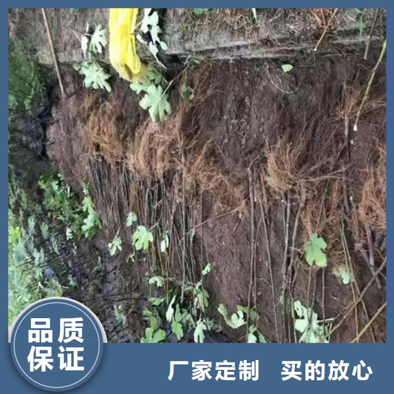 无花果樱桃树苗现货直发