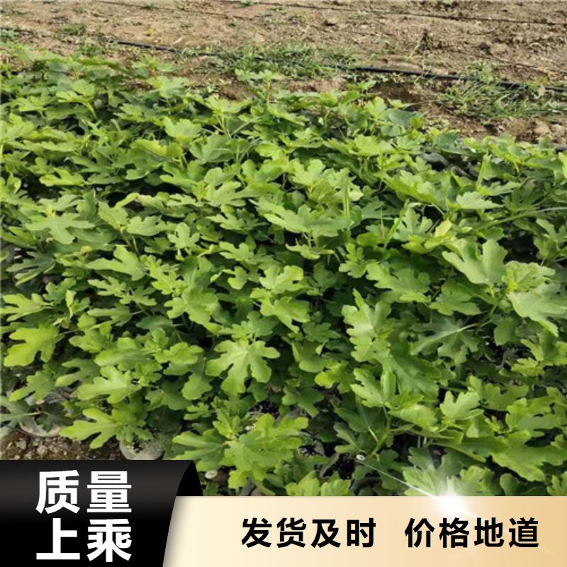 无花果,嘎啦苹果苗细节决定成败