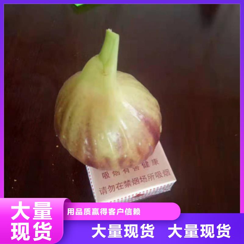 无花果红颜草莓苗现货直发