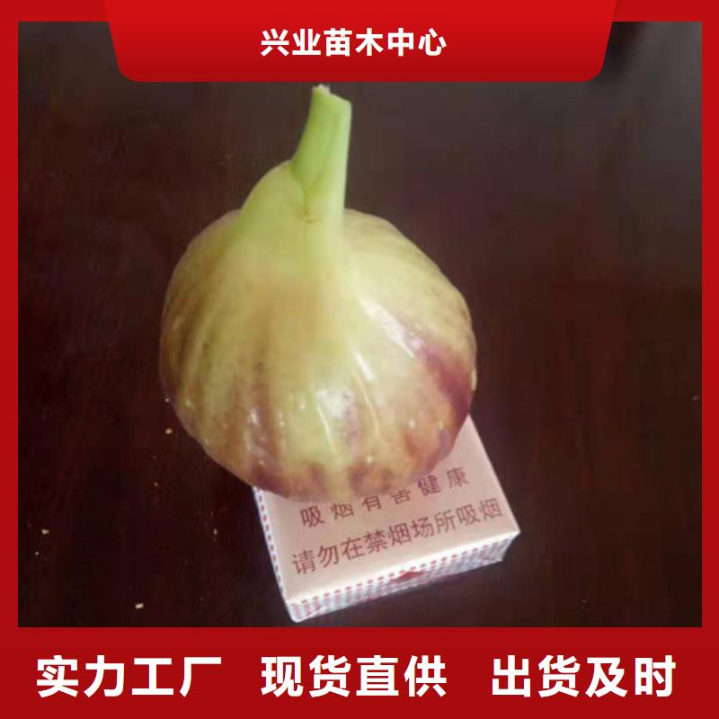 无花果【红颜草莓苗】用途广泛