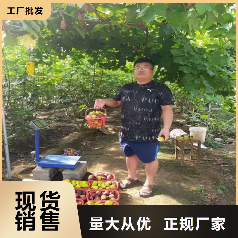 无花果【红颜草莓苗】用途广泛