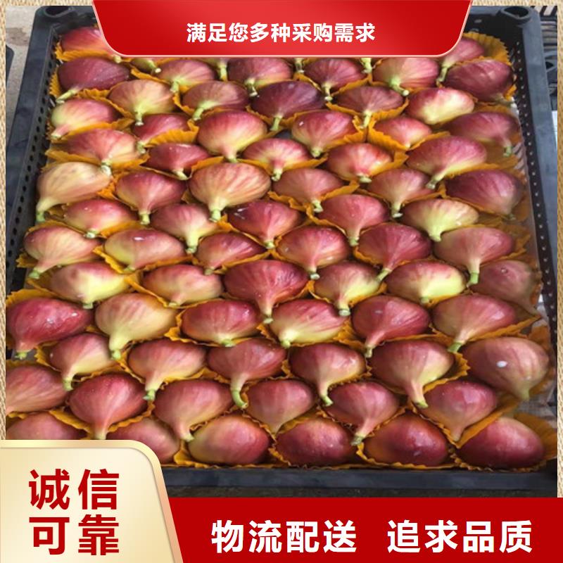 无花果大红袍花椒苗专业设计